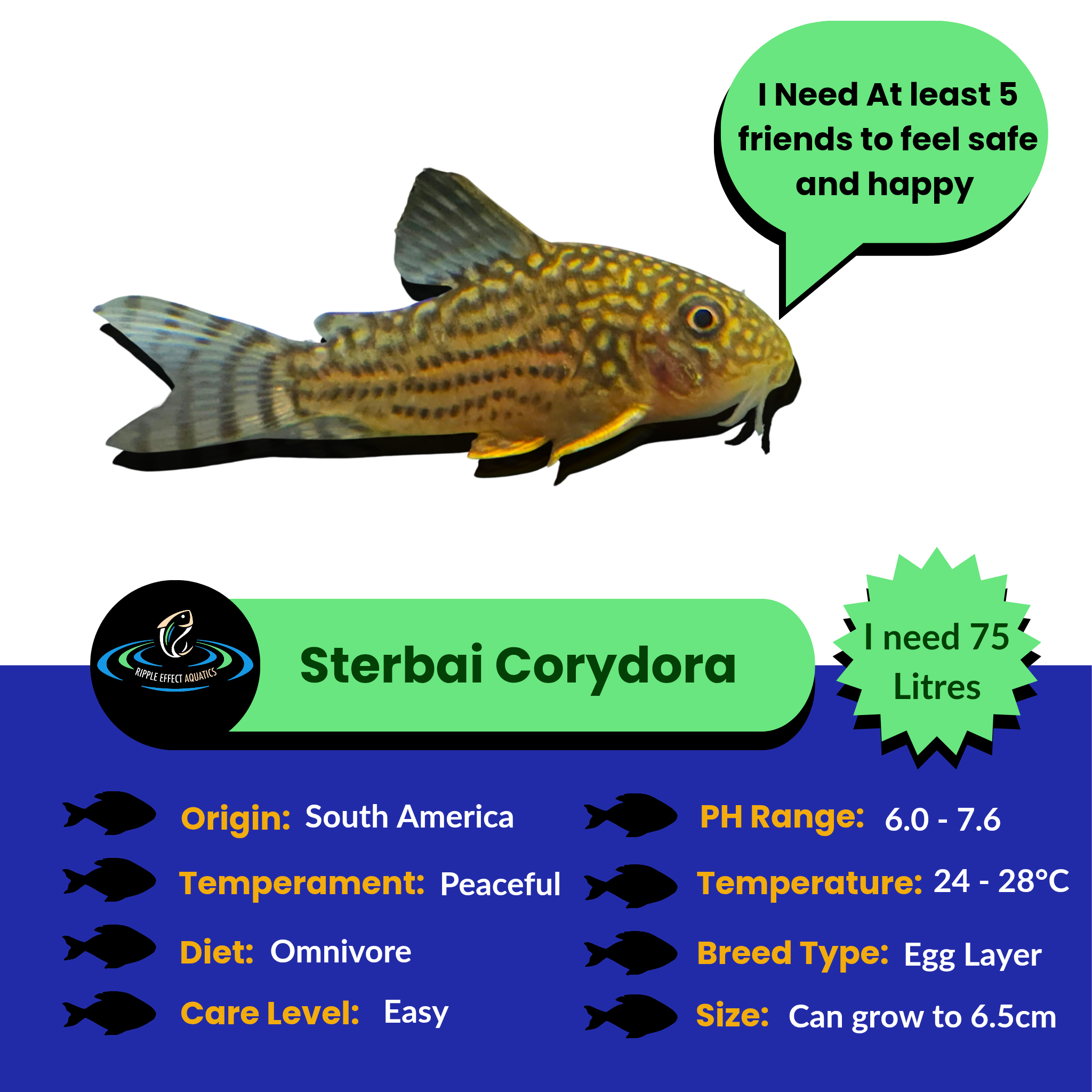 Sterbai Corydora