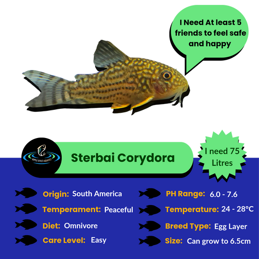 Sterbai Corydora