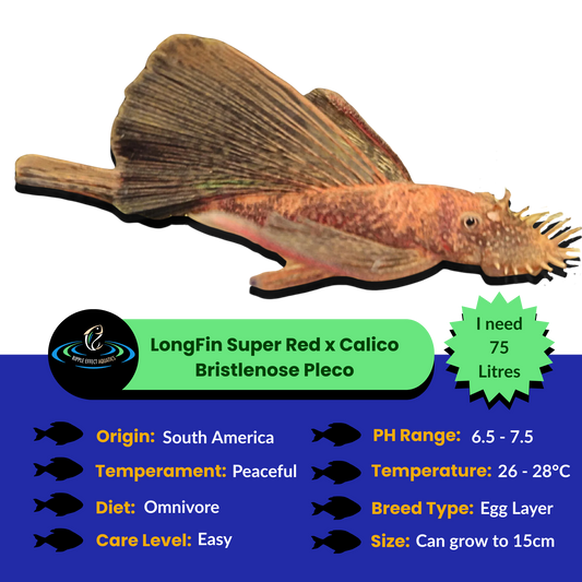 Longfin Super Red Calico Bristlenose Pleco