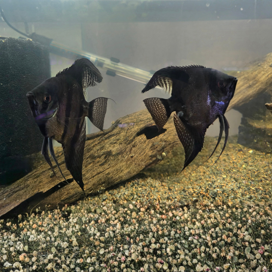 Black Angelfish