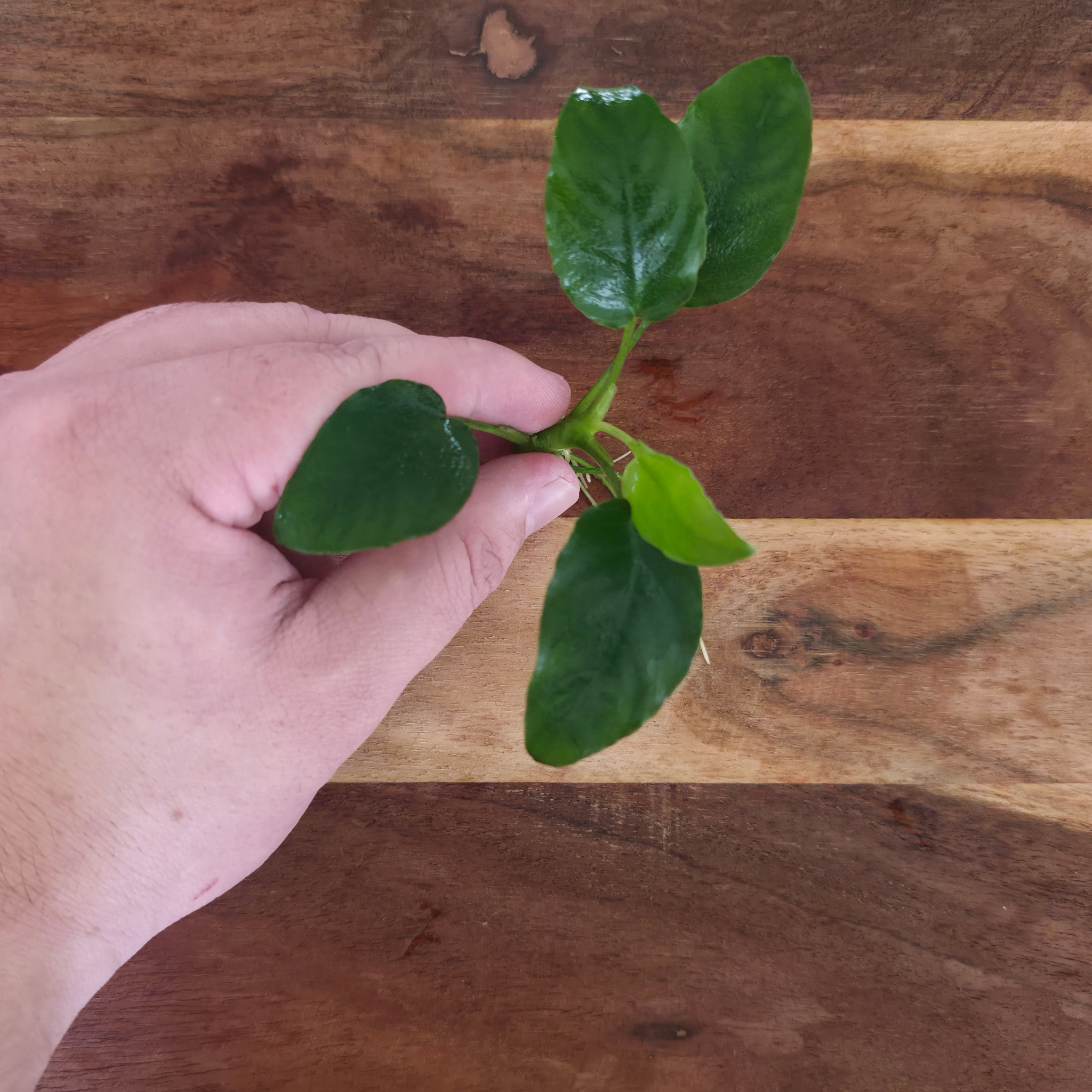 Anubias Nana