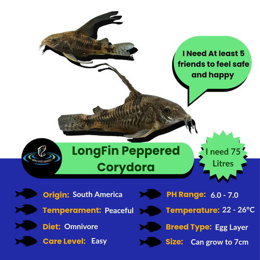 Longfin Peppered Corydora