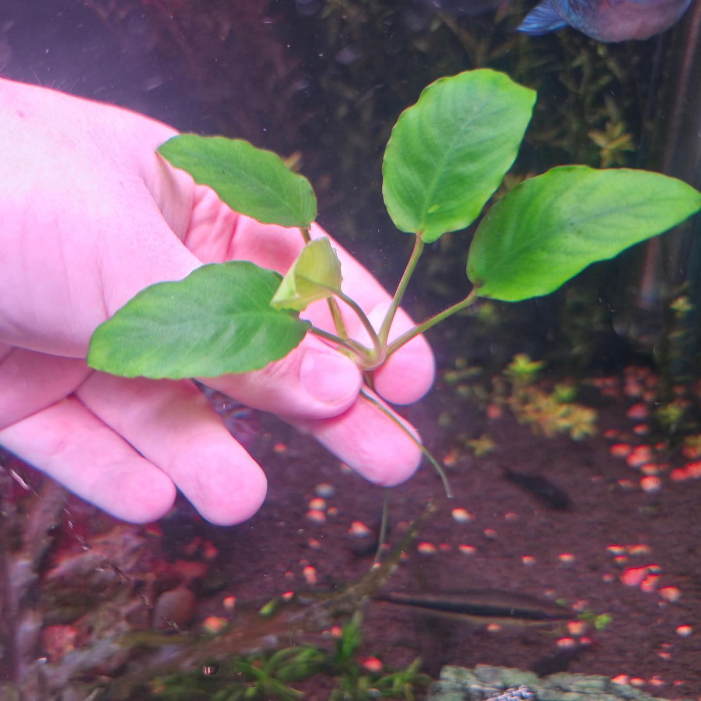 Anubias Nana