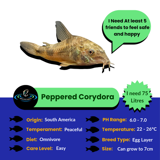 Peppered Corydora
