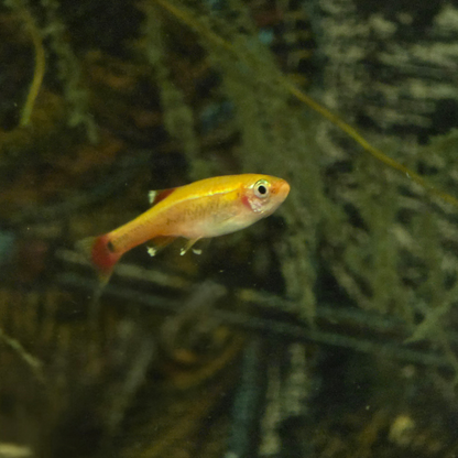 Golden White Cloud Mountain Minnow