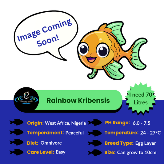 Rainbow Kribensis