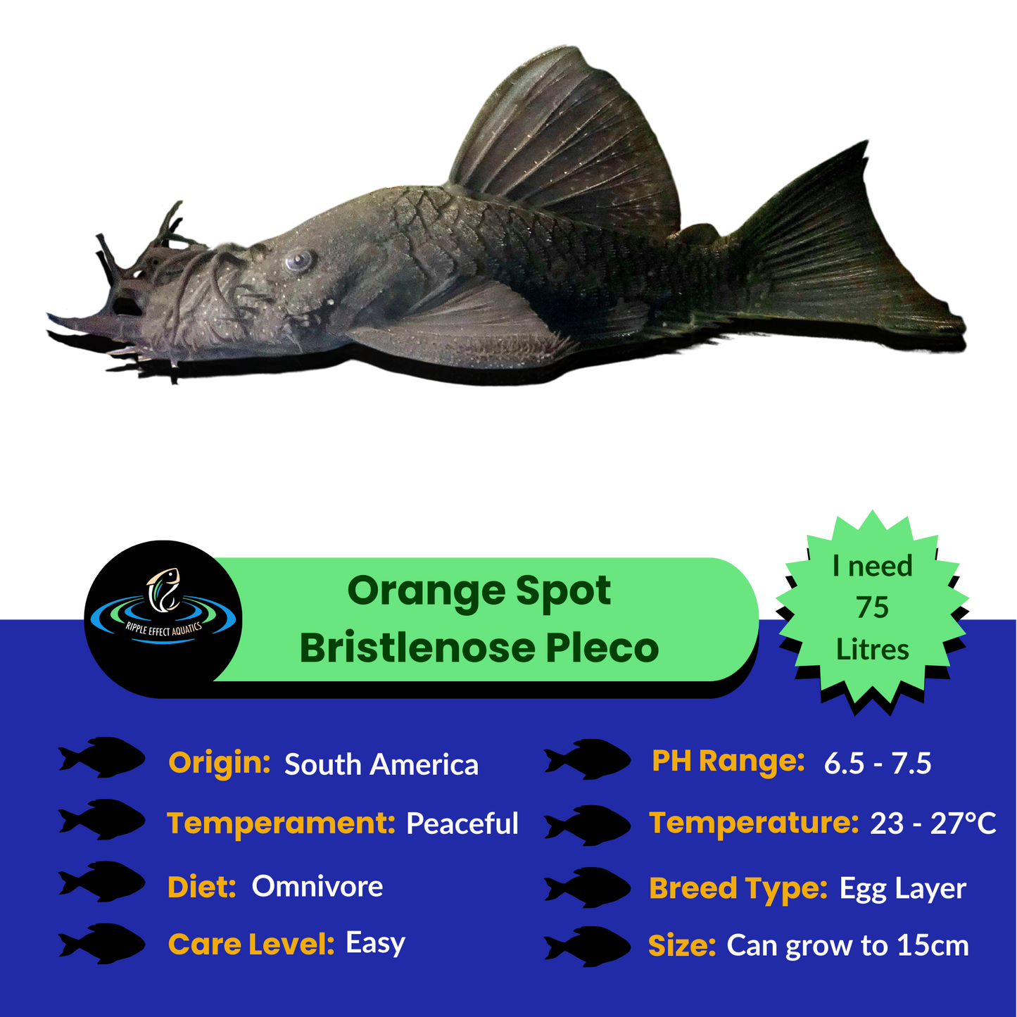 Orange Spot Bristlenose Pleco