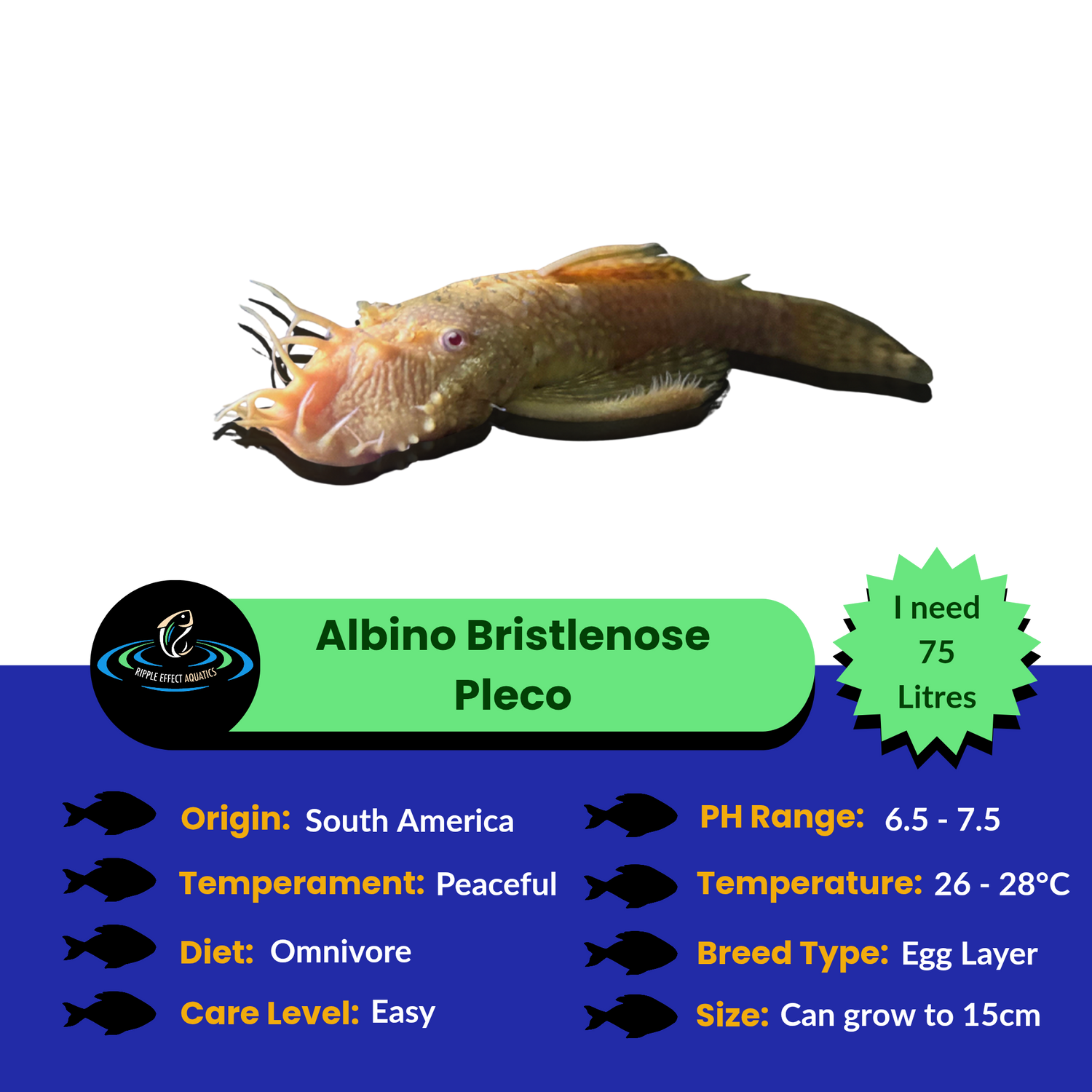 Albino Bristlenose Pleco