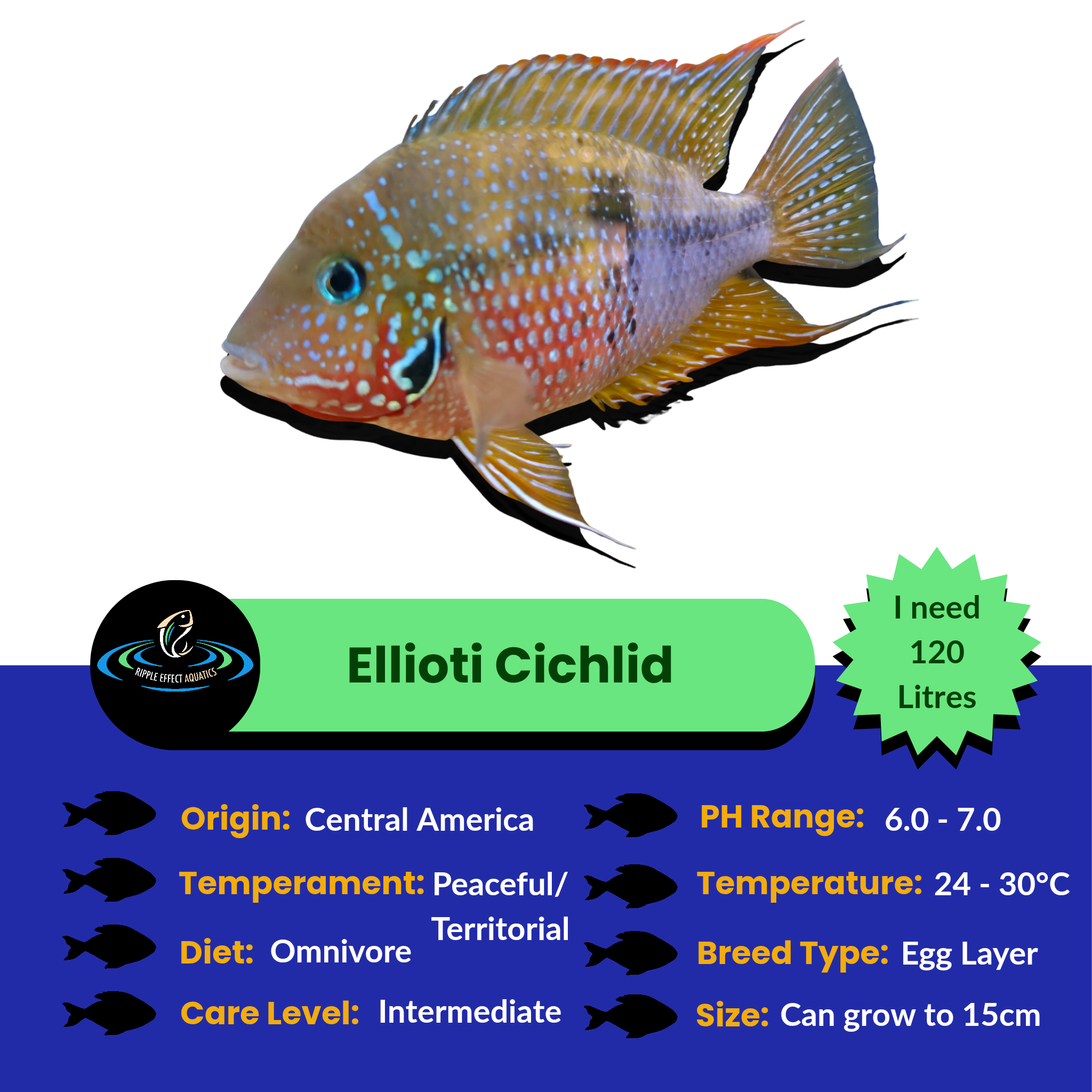 Ellioti Cichlid