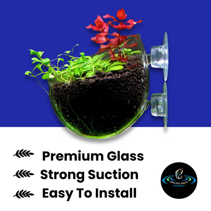 Glass Plant Holder - 2PCS