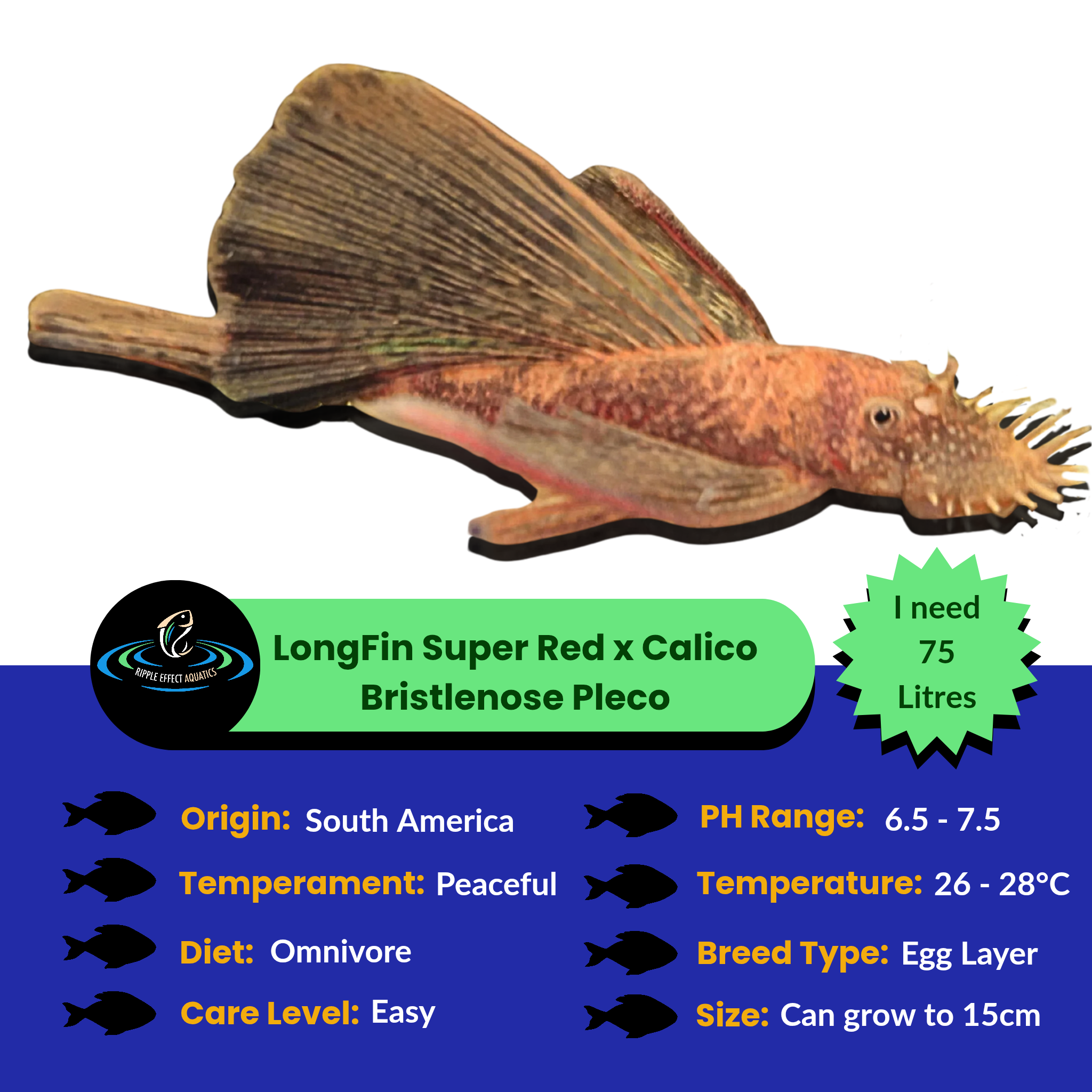 Longfin Super Red Calico Bristlenose Pleco