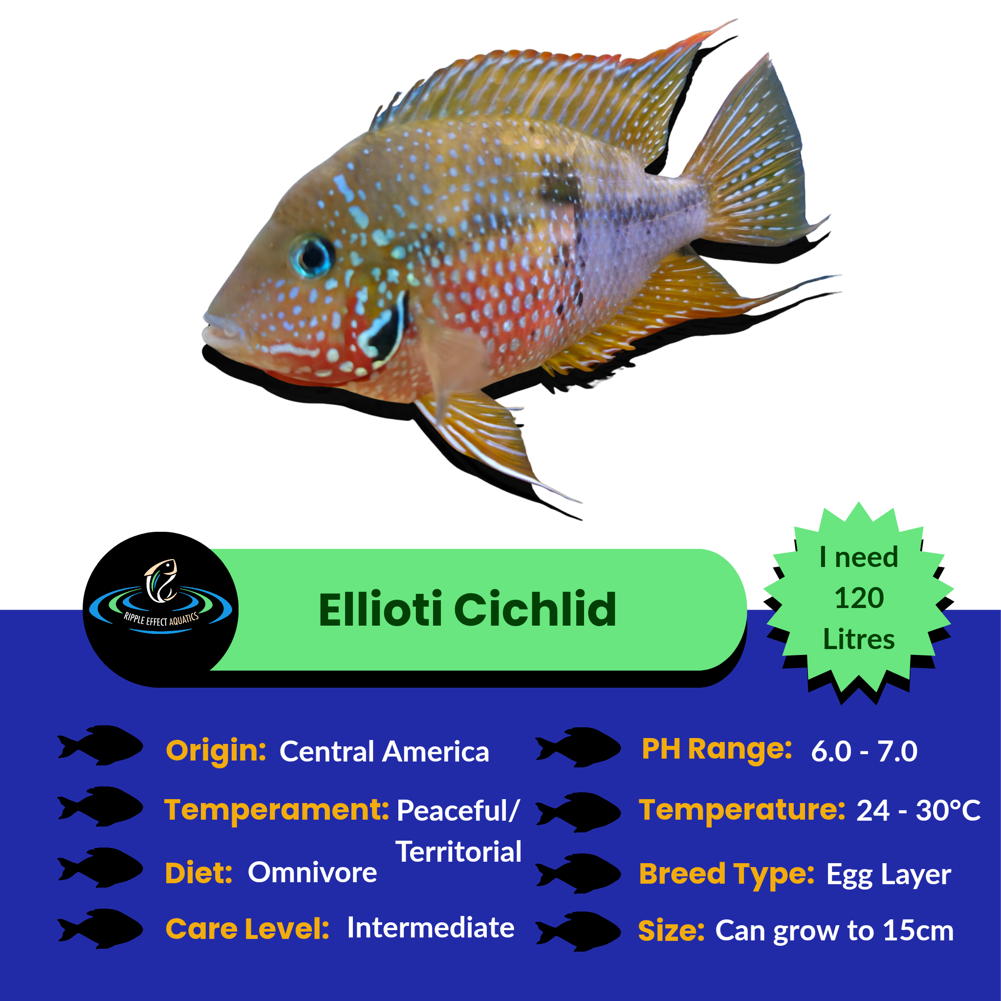 Ellioti Cichlid
