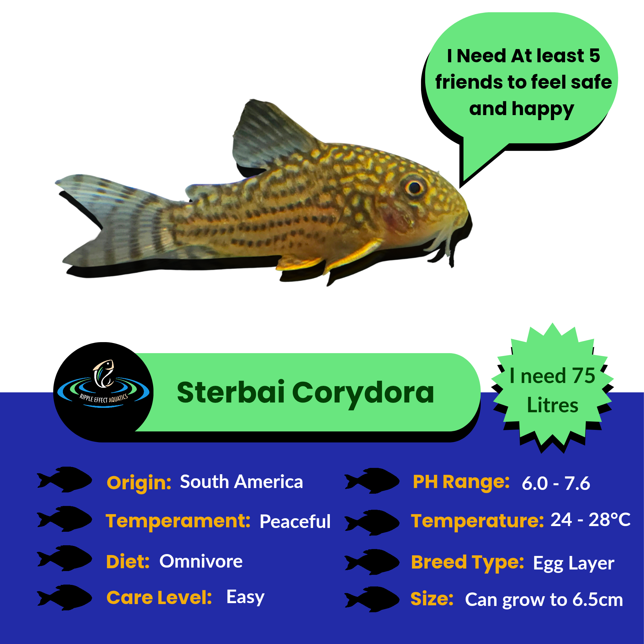Sterbai Corydora