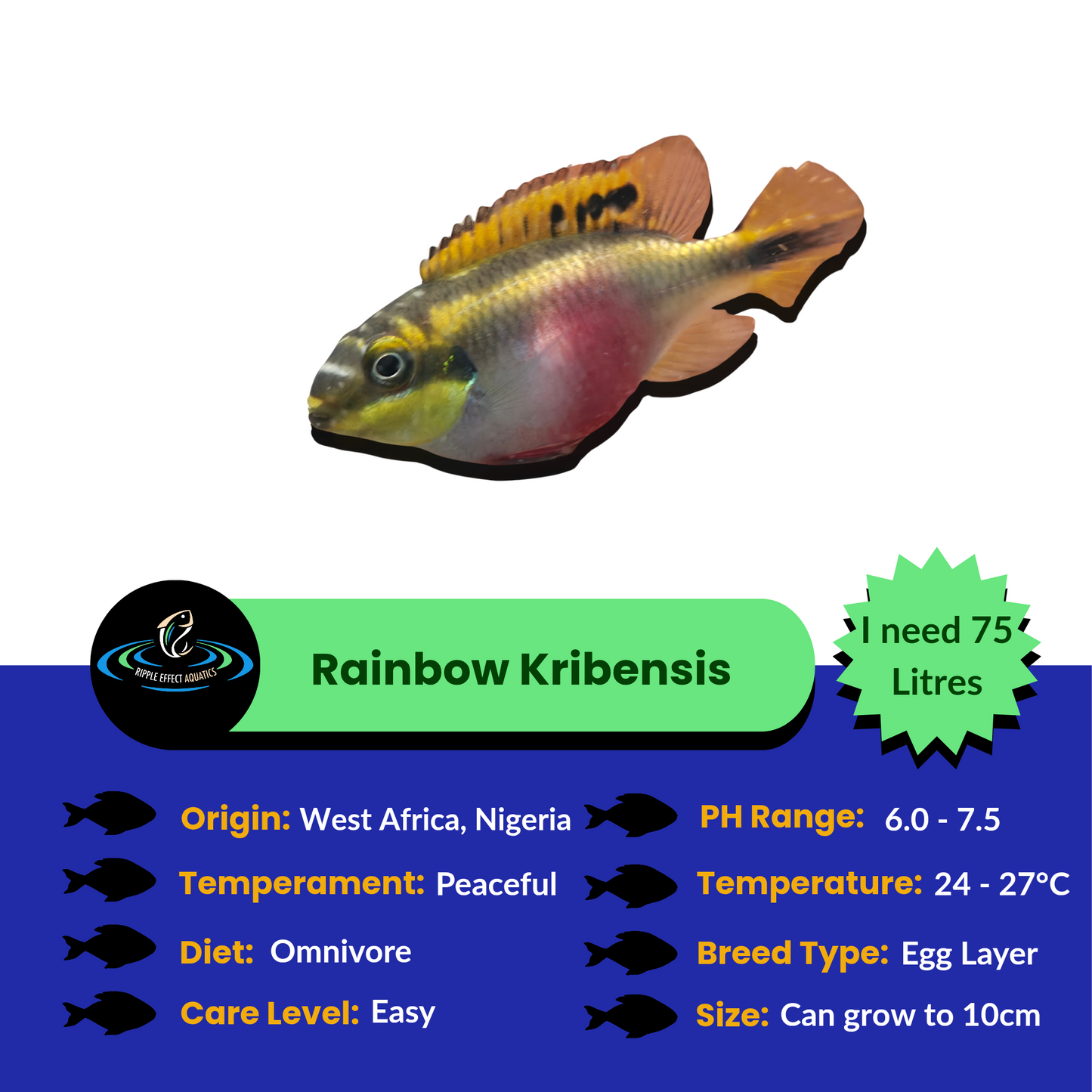 Rainbow Kribensis