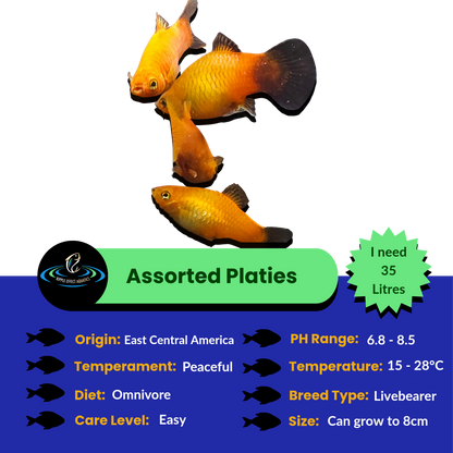 Platies - Assorted