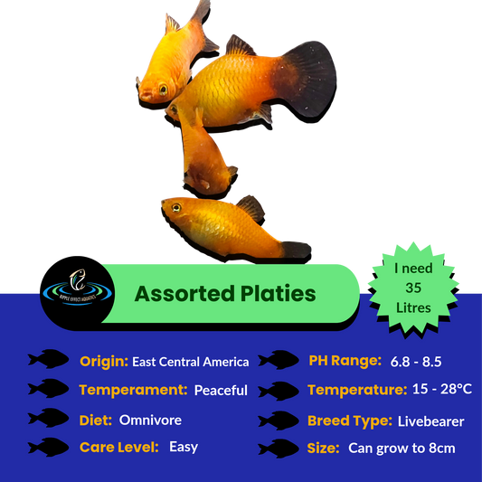 Platies - Assorted