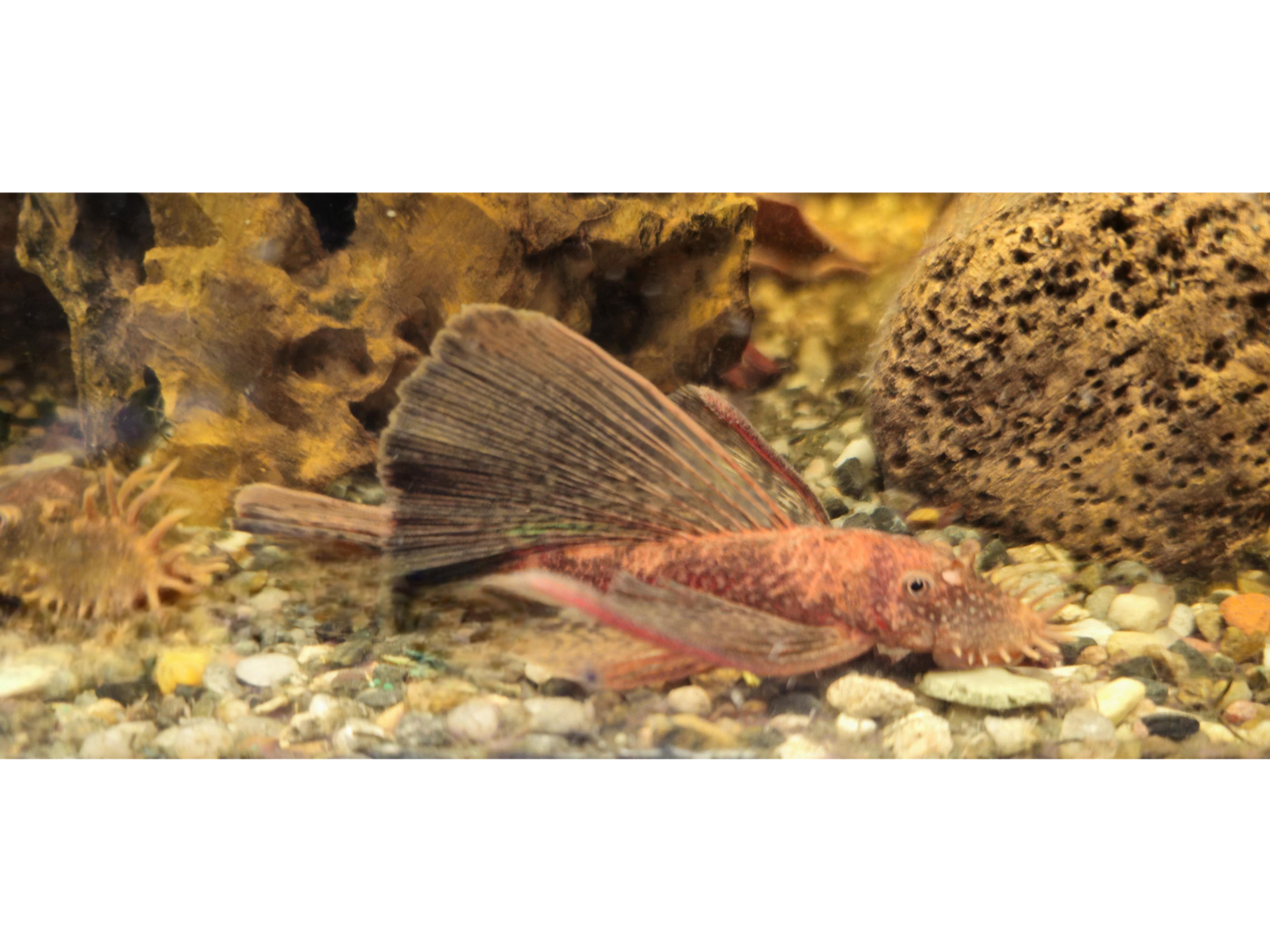 Longfin Super Red Calico Bristlenose Pleco