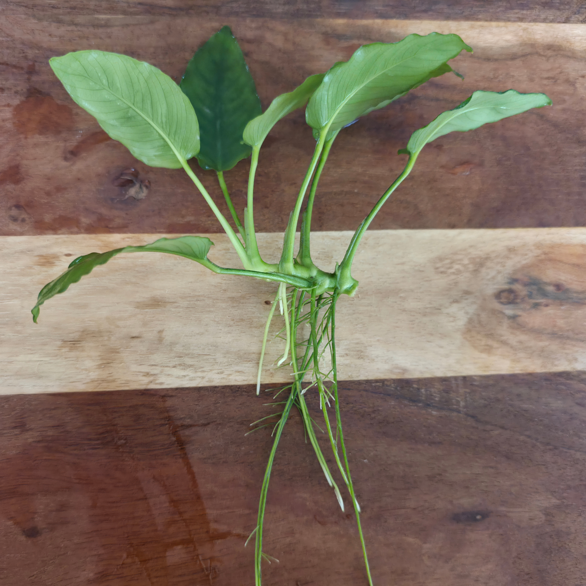 Anubias Nana