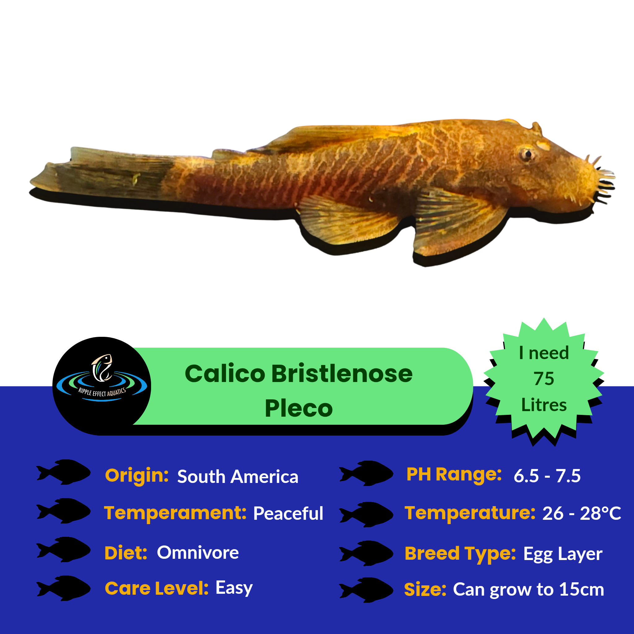 Calico Bristlenose Pleco