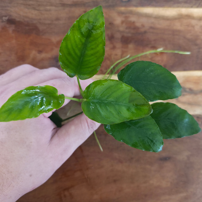 Anubias Nana