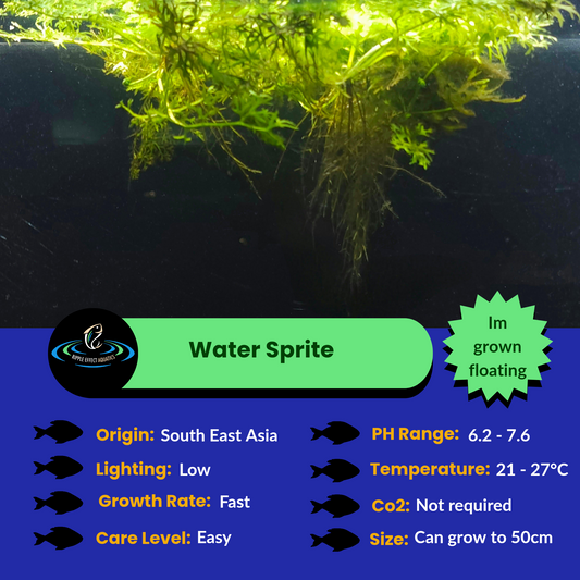 Water Sprite