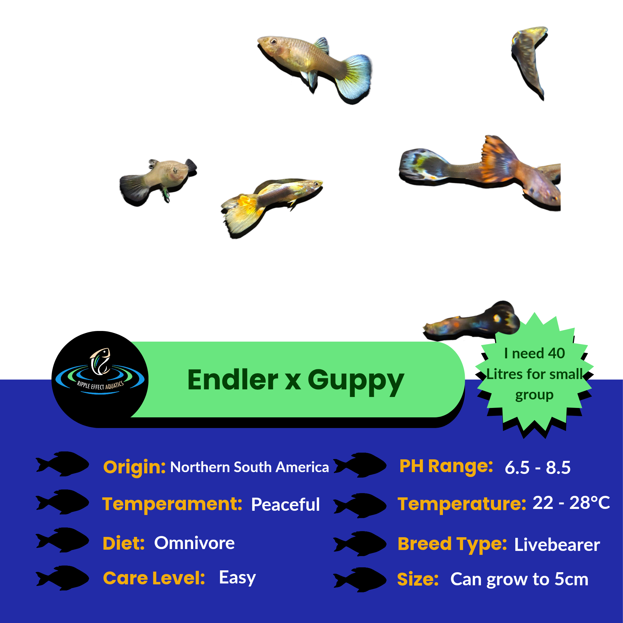 Endler Guppy x Guppy - Assorted