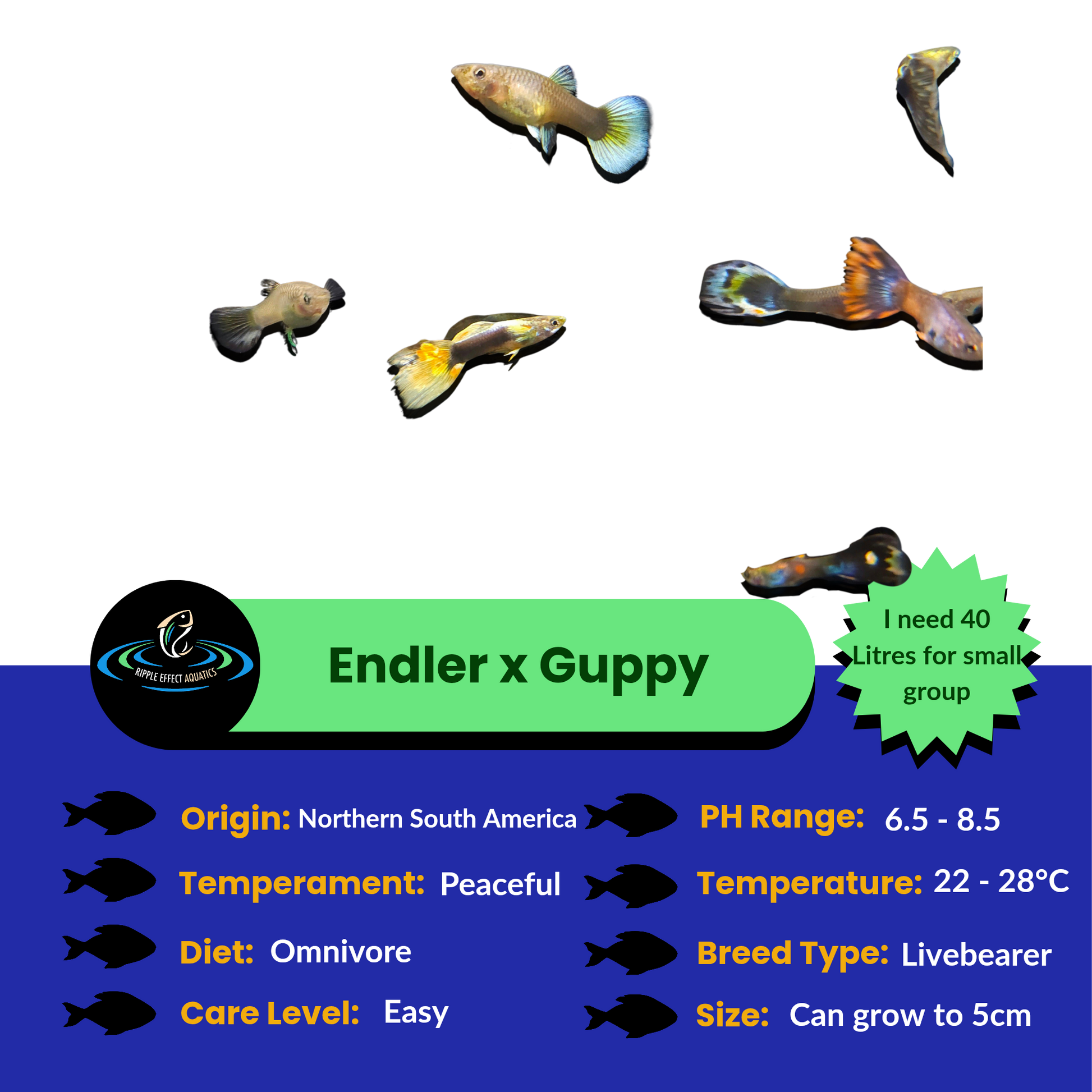 Endler Guppy x Guppy - Assorted