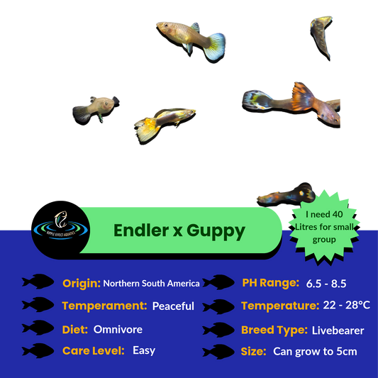 Endler Guppy x Guppy - Assorted